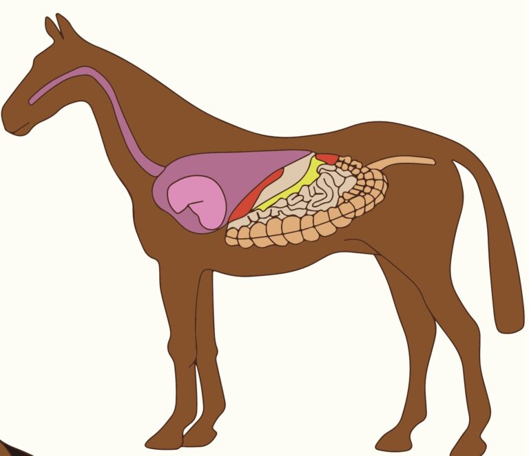 Horse with digestive tract diagram