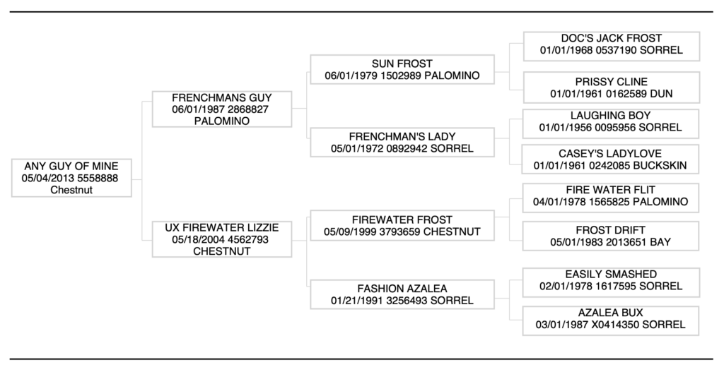 any guy of mine pedigree