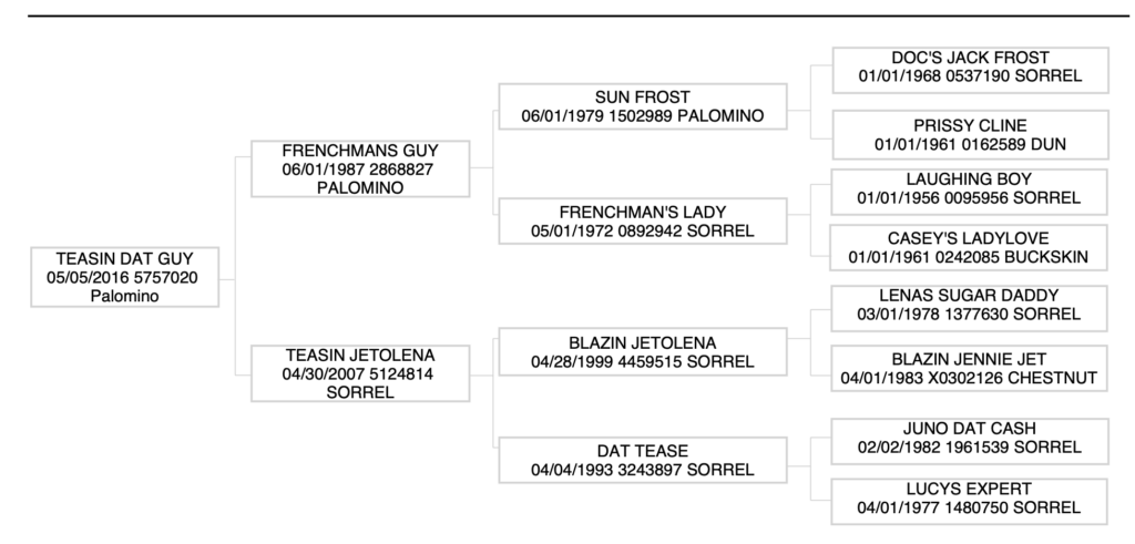 teasin dat guy pedigree