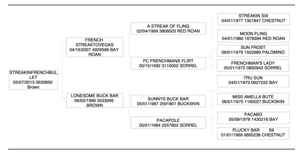 StreakinFrenchBullet pedigree