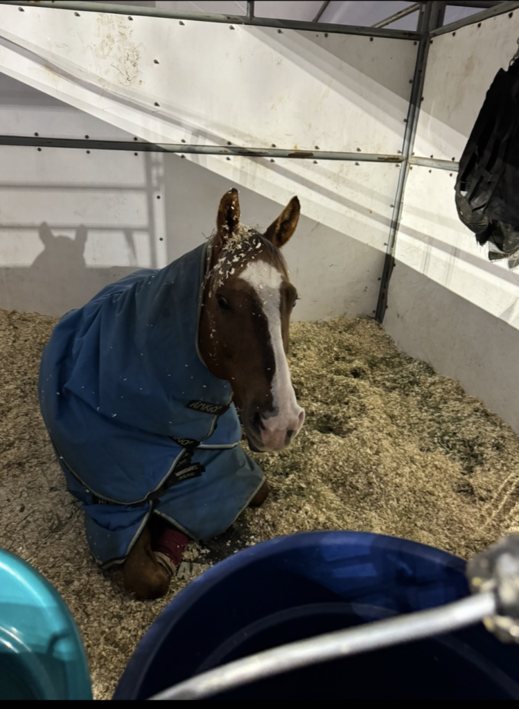 Horse laying down taking a nap 
