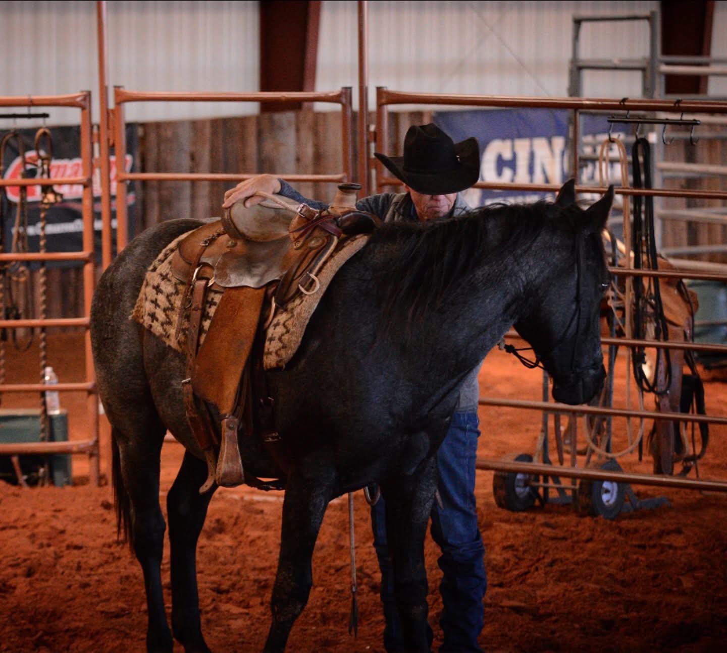 Phil Haugen works with a young horse