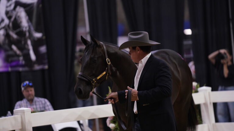 Thee Ironman in the sale ring