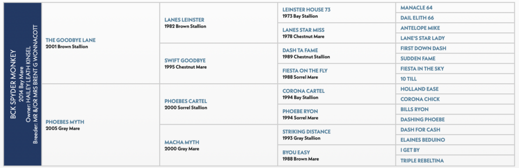 BCK SPYDER MONKEY pedigree