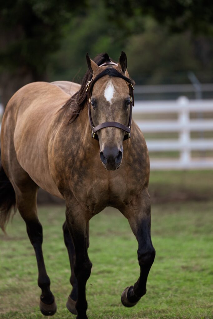 Bucks Hancock Dude trotting across pasture