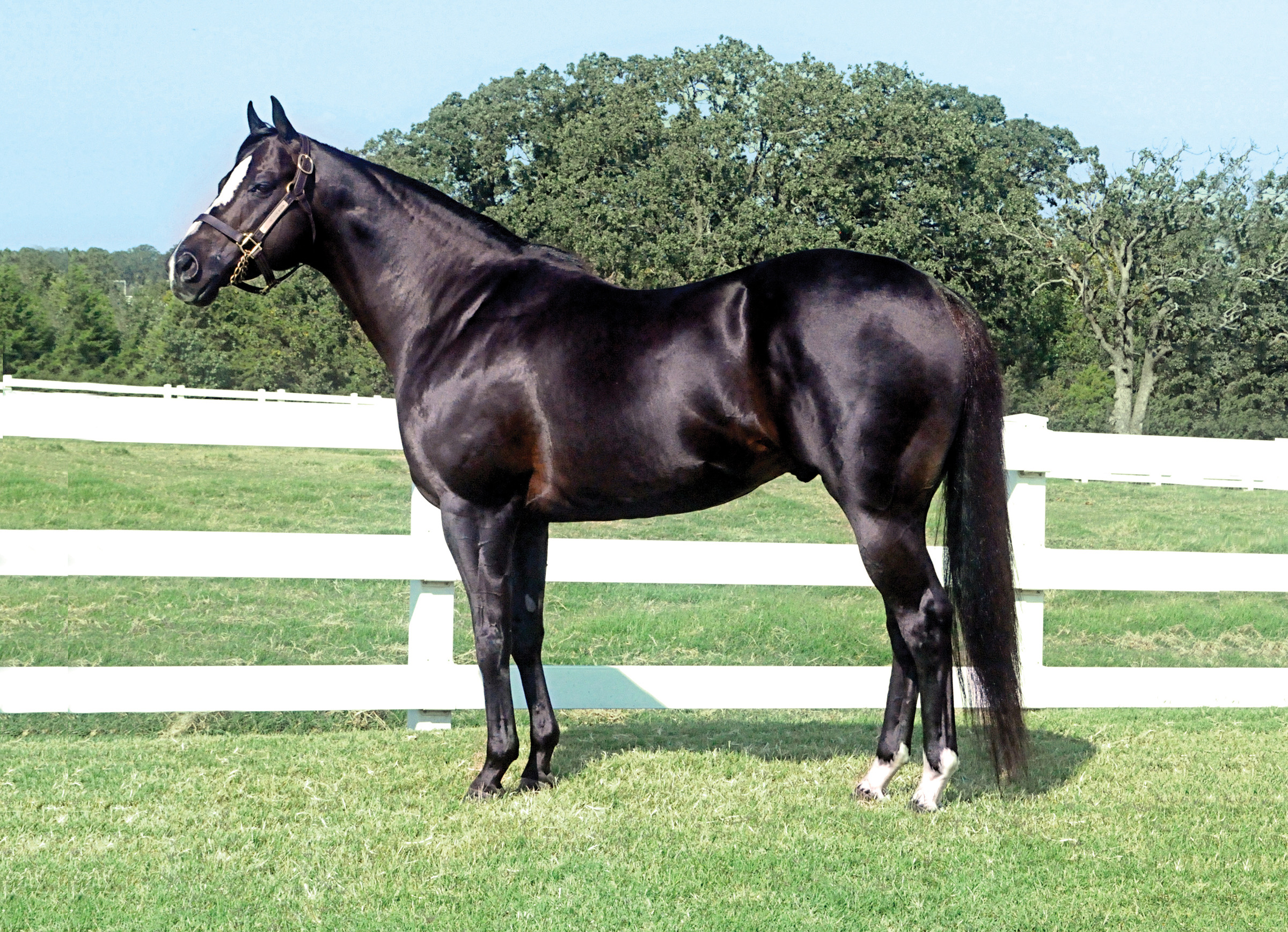 PYC Paint Your Wagon