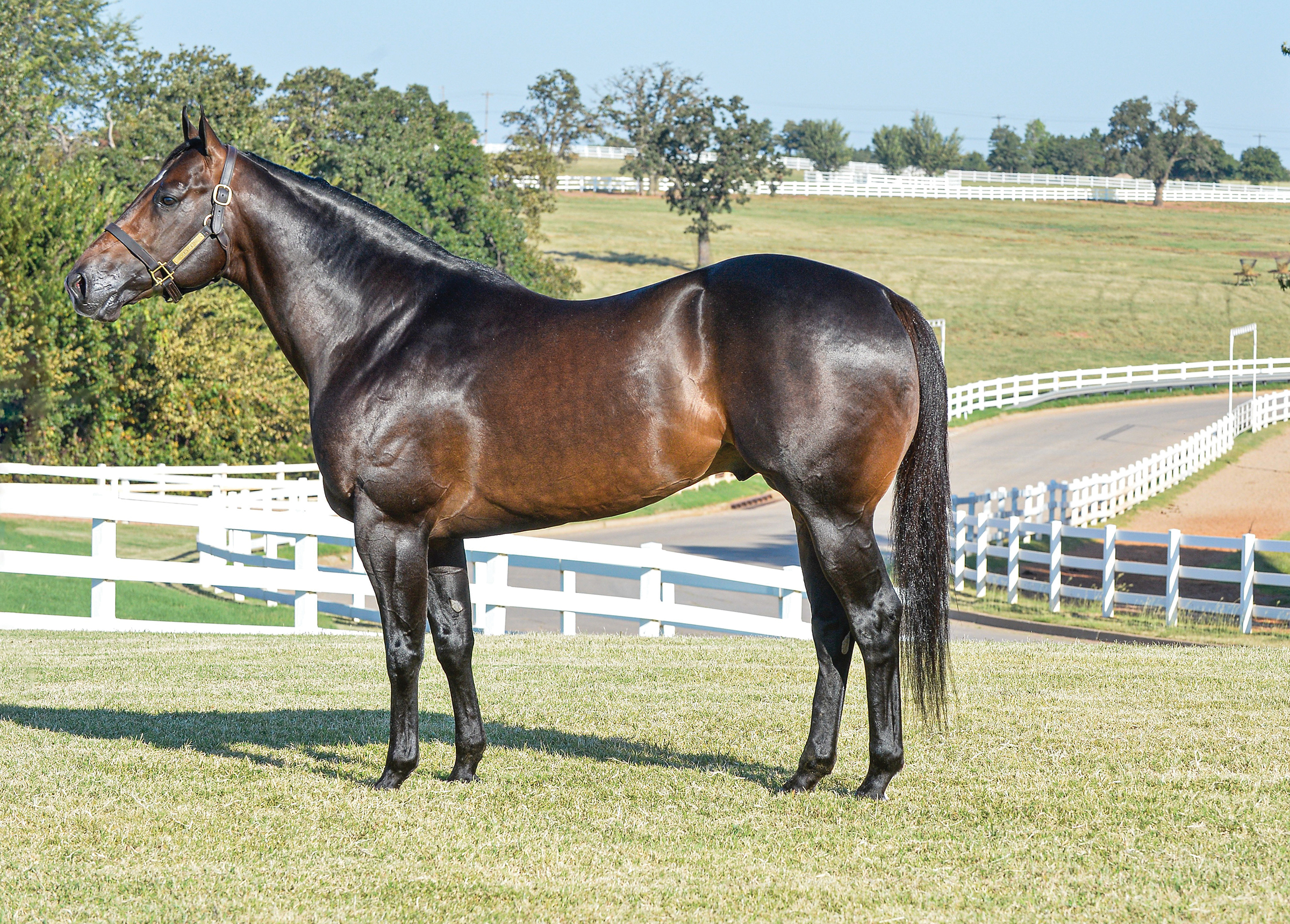 Jess Fire Me standing for the camera | dark brown horse