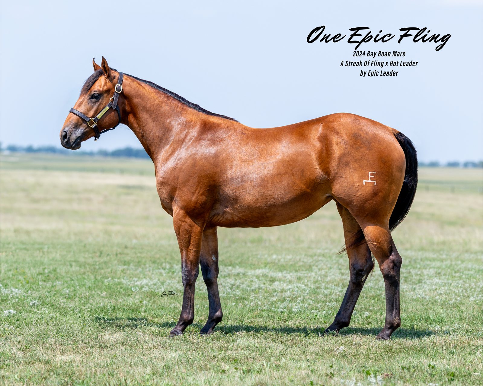 Lot 103 One Epic Fling, 2024 bay roan filly