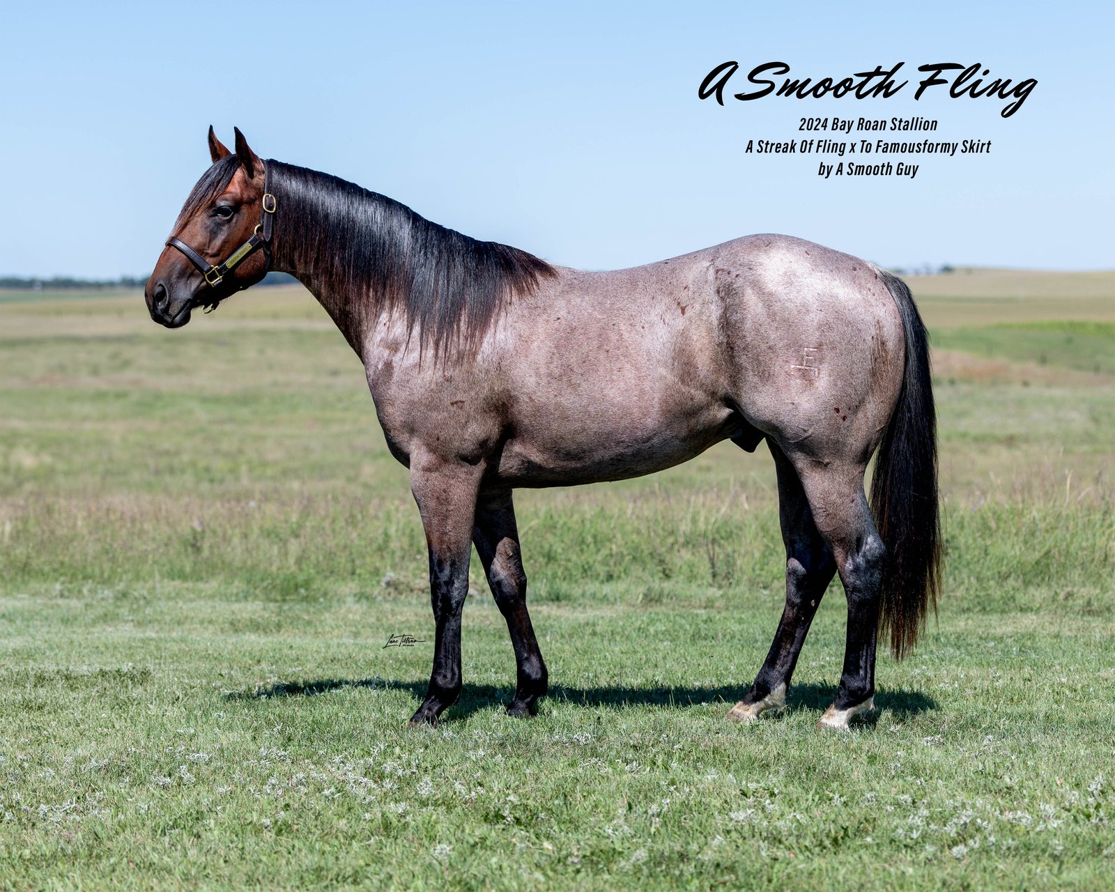 Lot 106 A Smooth Fling, 2024 bay roan stallion