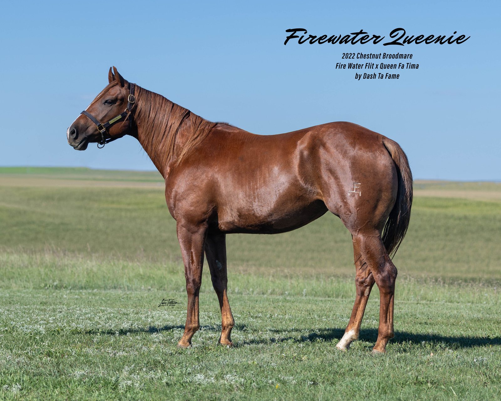 Lot 210 Firewater Queenie, 2022 chestnut broodmare