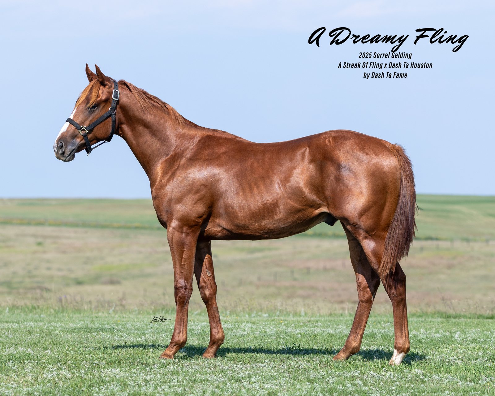 Lot 304 A Dreamy Fling, 2025 sorrel gelding