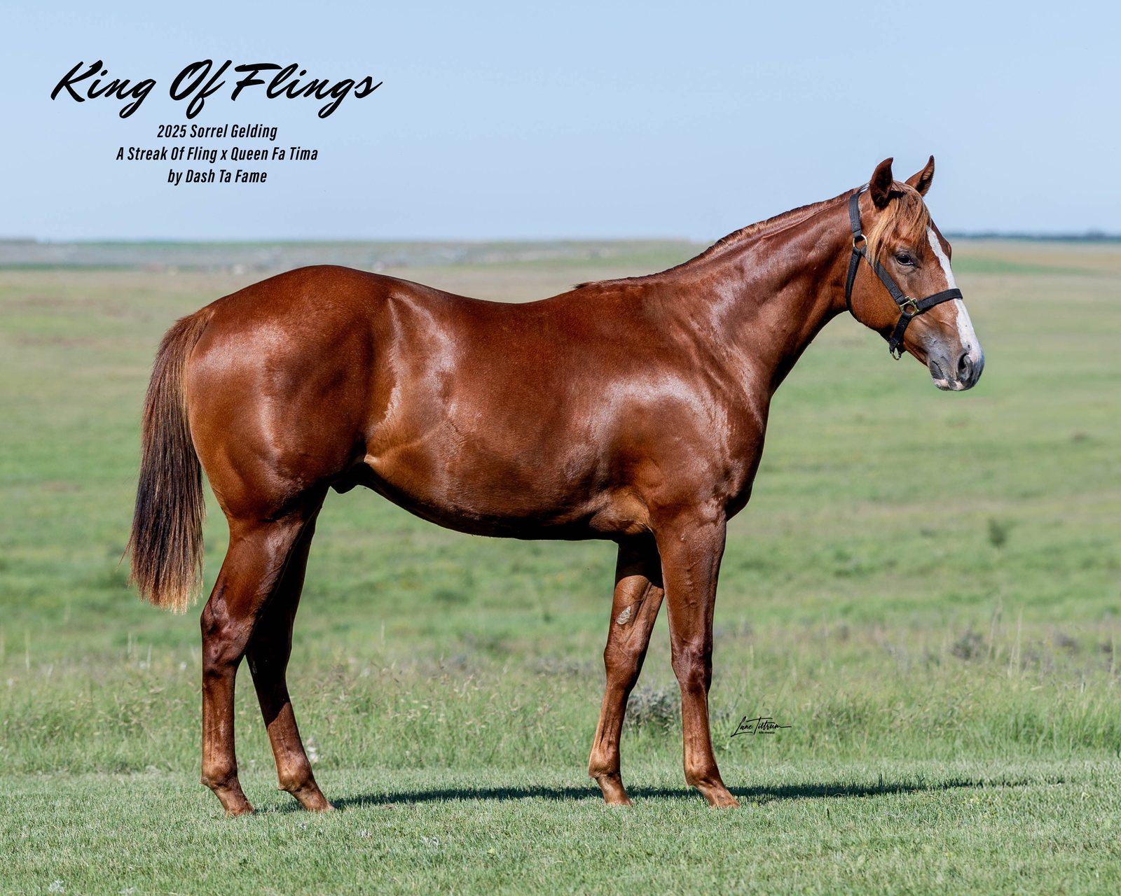 Lot 308 King Of Flings, 2025 sorrel gelding
