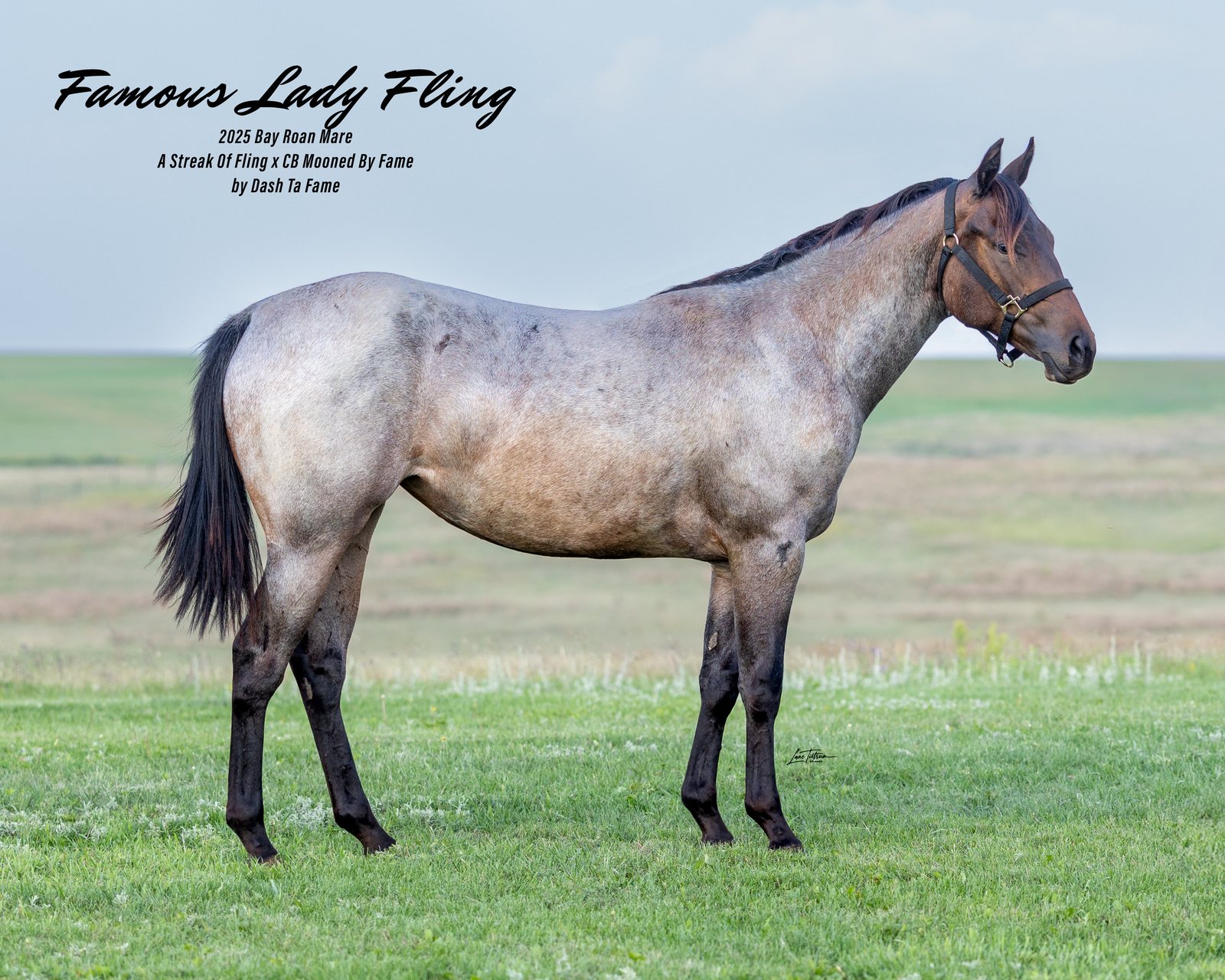 Lot 312 Famous Lady Fling, 2025 bay roan filly