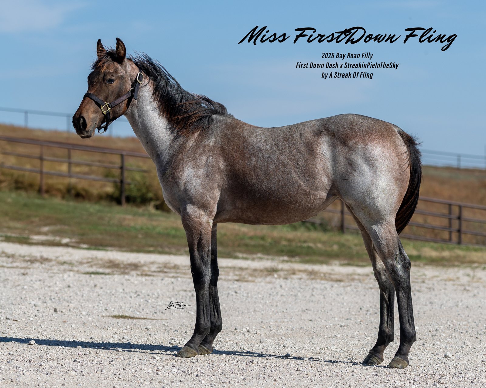 Lot 402 Miss Firstdown Fling, 2026 bay roan filly