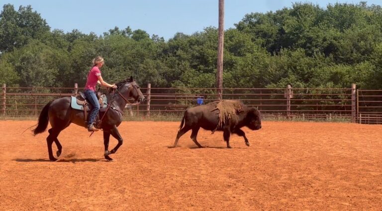 Kit McCall Johnson rides alongside a buffalo in an outdoor arena