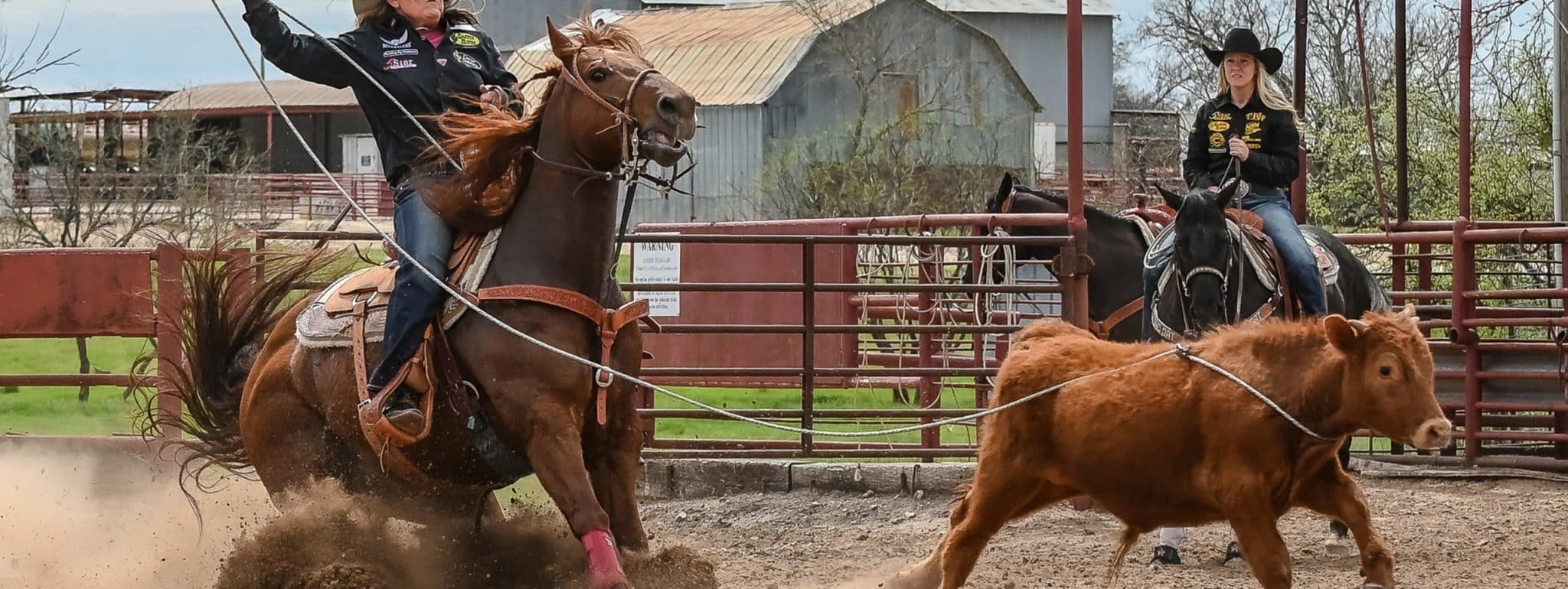 Physical Characteristics of a Great Breakaway Roping Horse