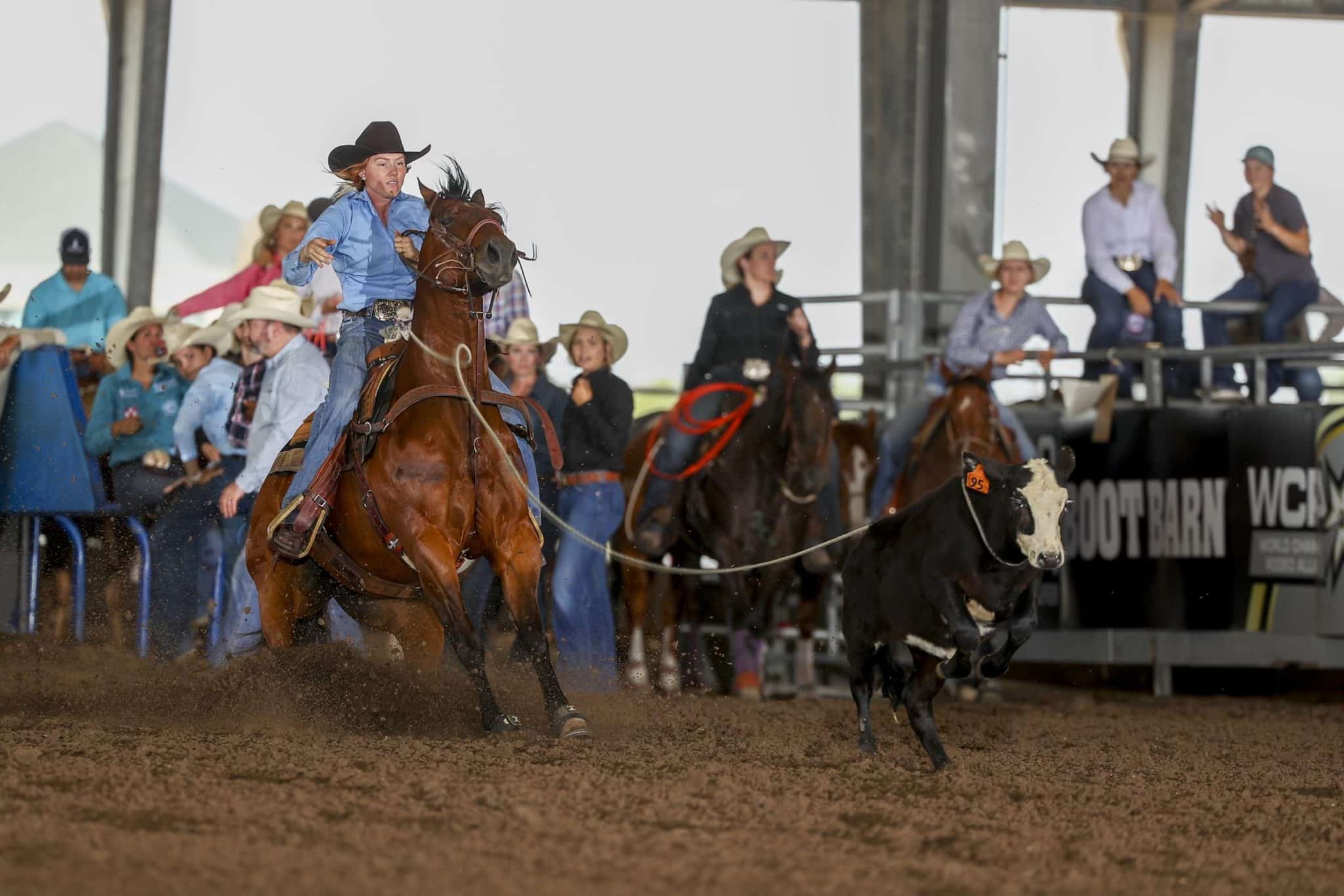Britta Strain Corpus Qualifier Bull Stock Media
