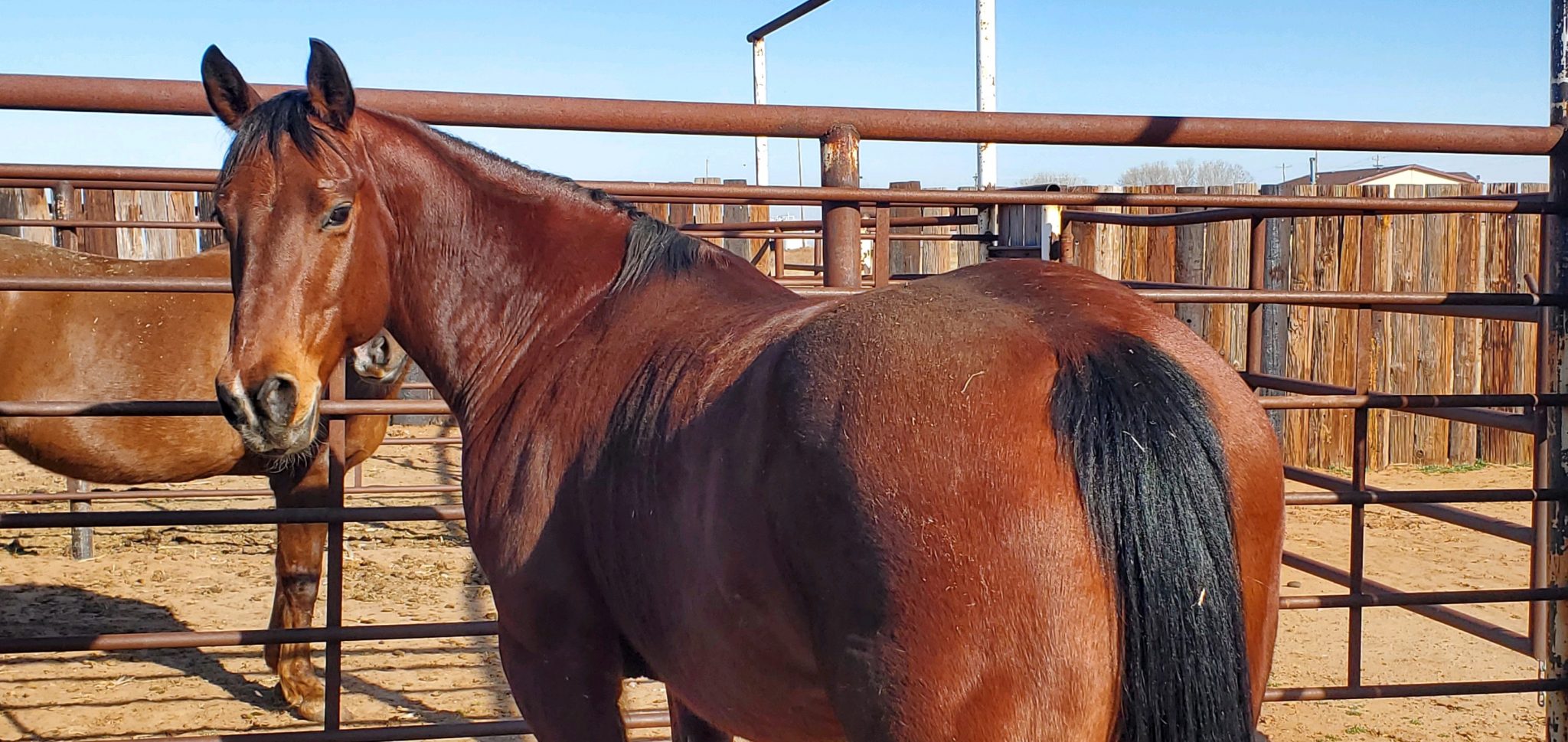 Taylor Munsell's bay horse, Monster.