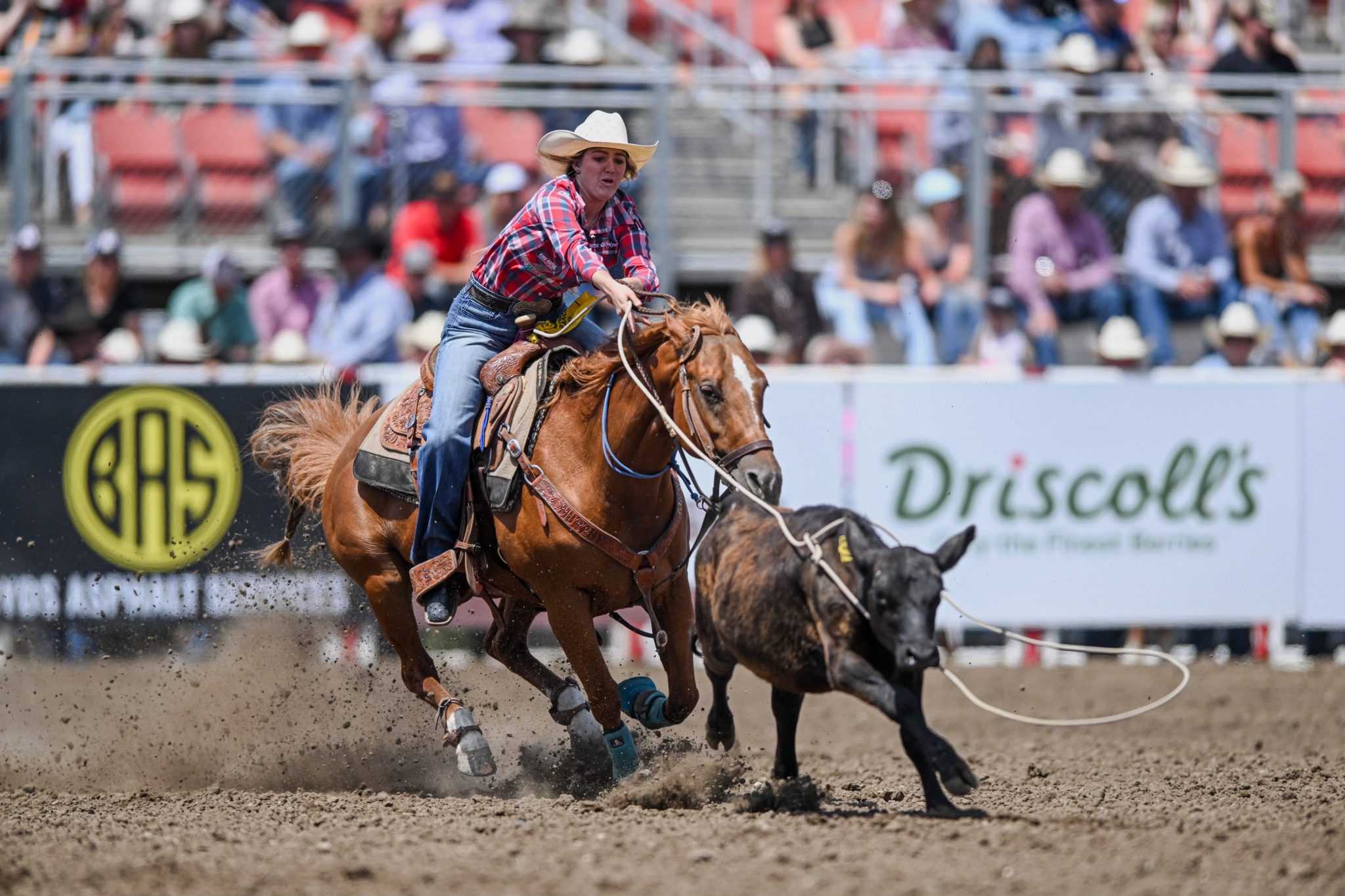 Josey Murphy ropes her calf in the 2023 California Rodeo Salinas short go