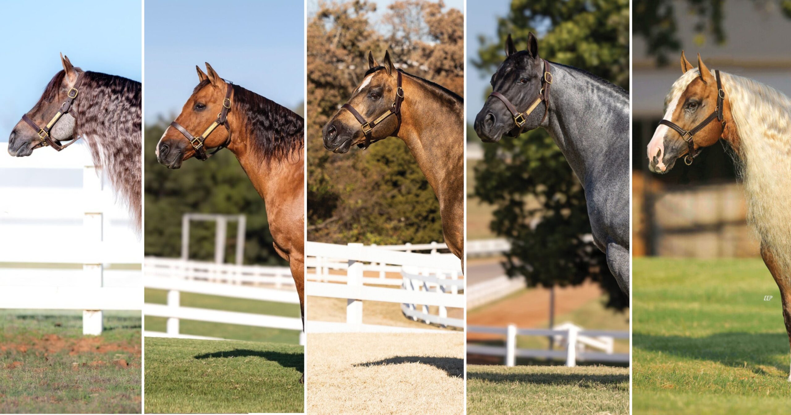 The Lazy E is home to a host of world-class stallions ready to bring the next generation of rodeo horses to the table.