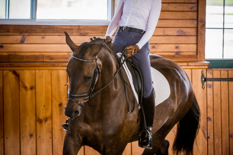 Hannah SalazarSolija GirlHanoverian