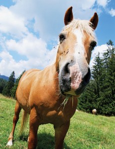 HR-110500-FLIES-01_bjk