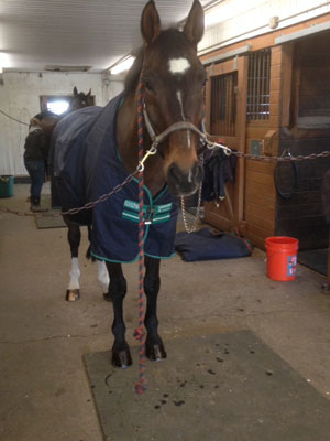 WEB Al Pacino horse in Connecticut