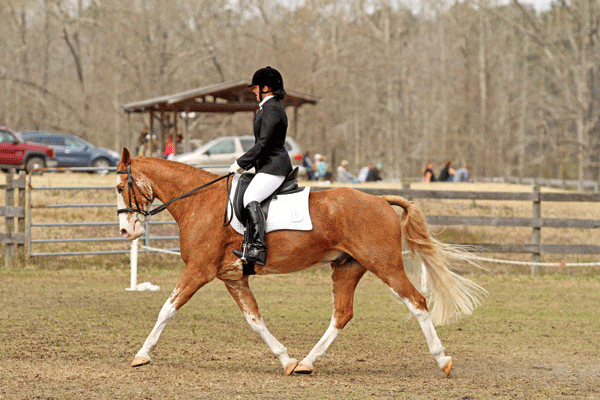 briana-timmerman-dressage-today