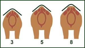 DT-muscular-development-affect-saddle-fit