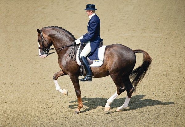 DT-01-brink-holistic-dressage