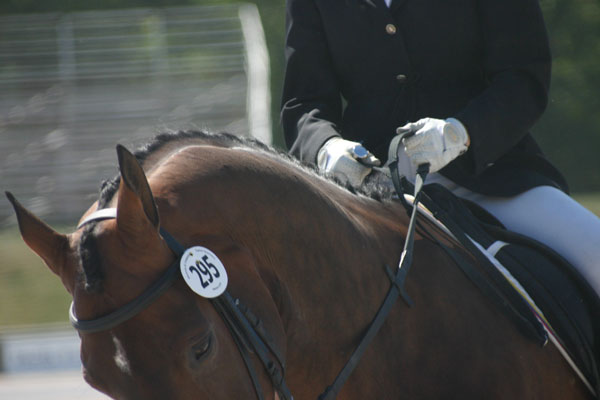 10-dressage-white-gloves