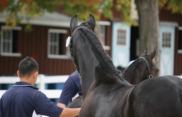 DT-01-dressage-at-devon