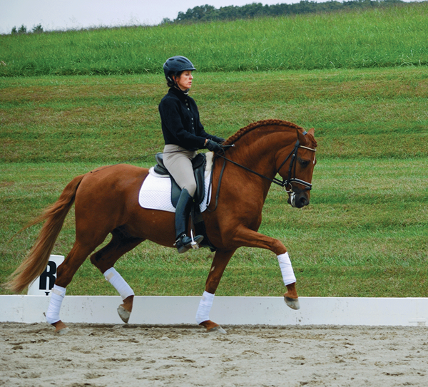 DT-01-dressage-self-carriage