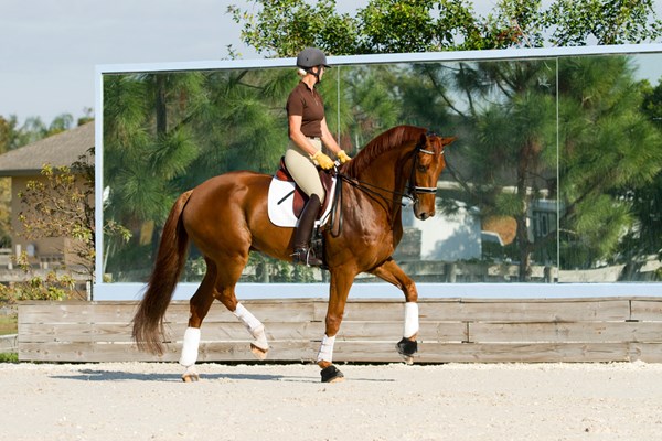 NEW-1-opener-BIG-12-x-9-Chestnut-Dressage-Horse