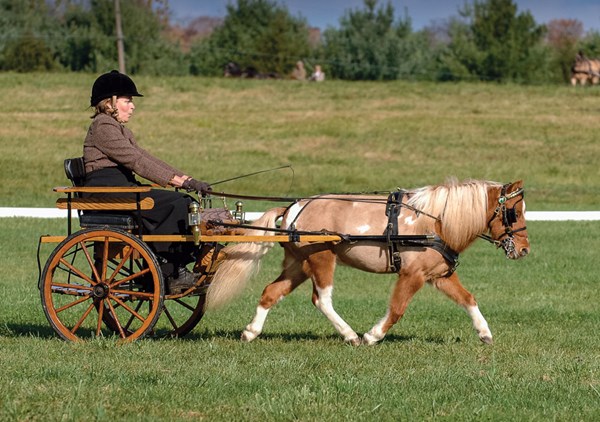 DT-driven-dressage-miniature-horse