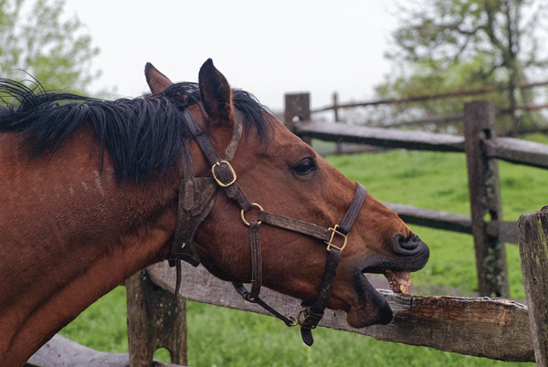 DT-stress-dressage-horse