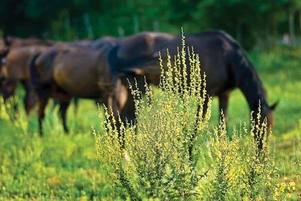 DT-dressage-health-poisonus-plants