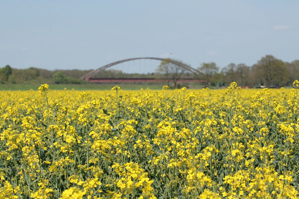 1-Annie-Morris-German-Dressage