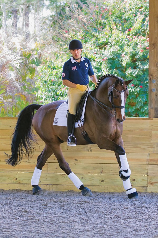 DTMP-111000-CESARP-05-Bay-Dressage