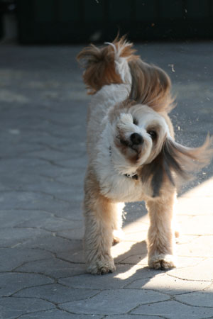 5-Lucy-German-barn-dog