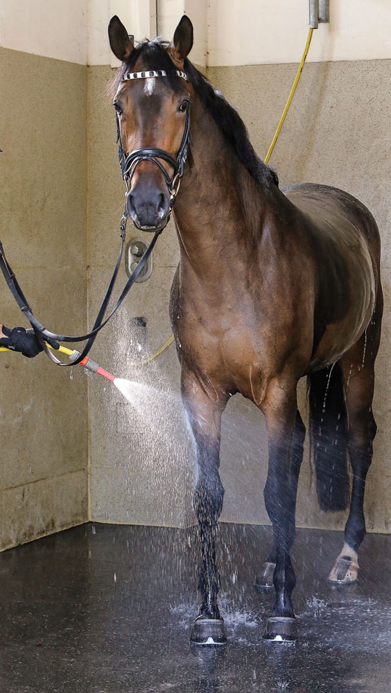 DT-prevent-horse-heat-stress