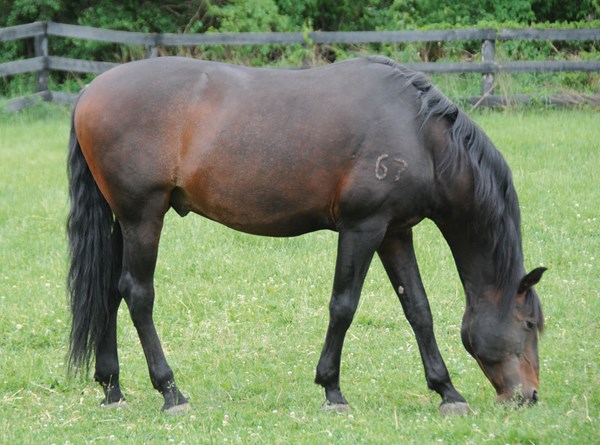 DT-01-dressage-saddle-fit