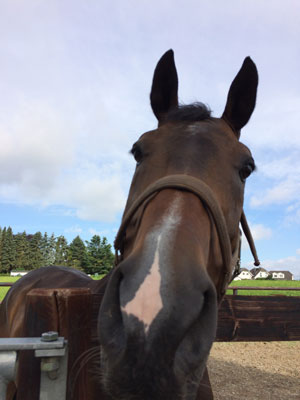 10-Ecco-German-Dressage-Horse