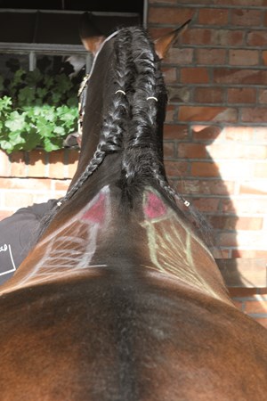 saddle-support-areas