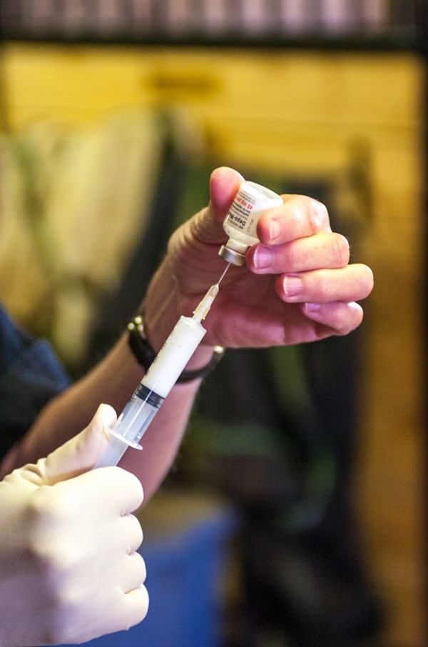 horse joint injections syringe