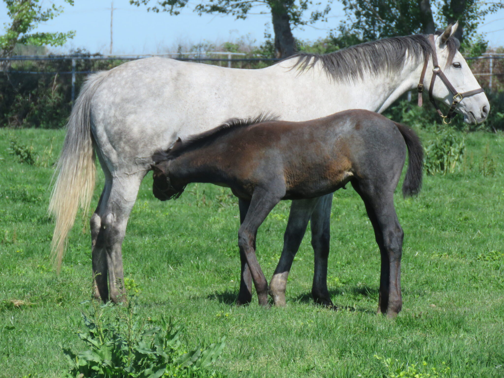 Understanding Equine Melanoma, image size:2048x1536