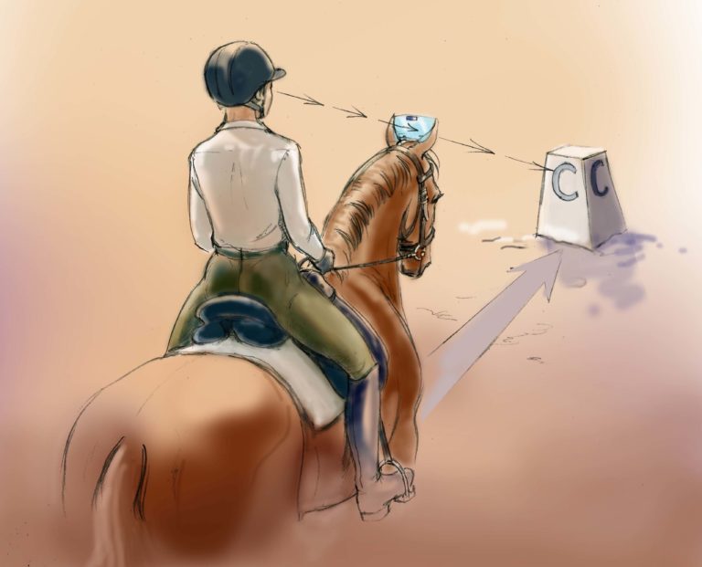 dressage solutions windshield fish