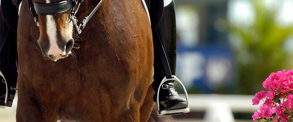 dressage today extra boost score