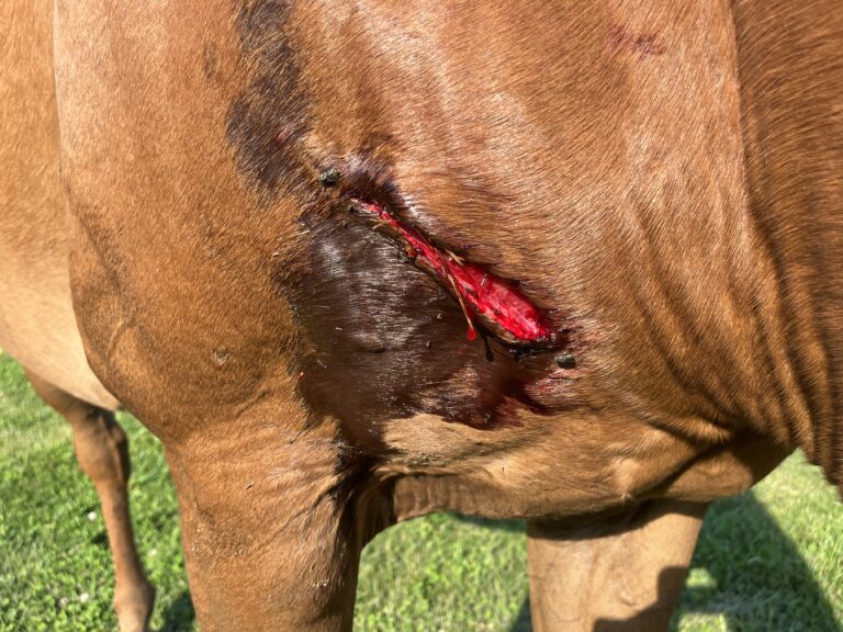 wound