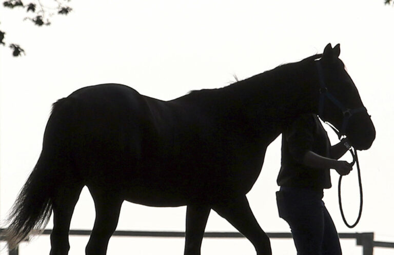 Roedinghausen, Deutschland, Silhouette: Pferd wird gefuehrt